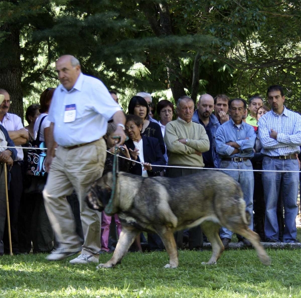 Roca de Babia - Open Class Females, Barrios de Luna, 14.09.2008 
(Raúl de Río Lago x Concha de Babia)
Born: 16.07.2005 
Keywords: 2008