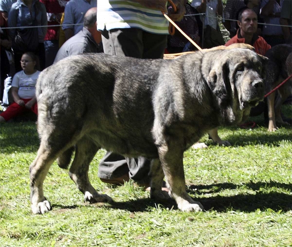 Mastin from Galisancho - Open Class Females, Barrios de Luna 14.09.2008
Keywords: galisancho 2008