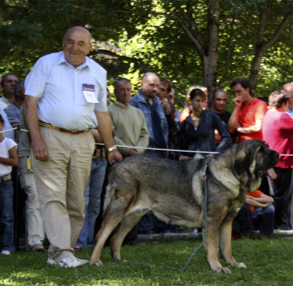 Roca de Babia - Open Class Females, Barrios de Luna, 14.09.2008 
(Raúl de Río Lago x Concha de Babia)
Born: 16.07.2005 
Keywords: 2008