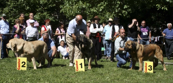 2. Siena de Trashumancia, 1. Roca de Babia, 3. ? - Open Class Females, Barrios de Luna 14.09.2008
Keywords: 2007