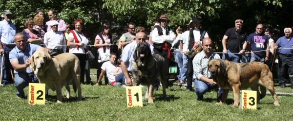 2. Siena de Trashumancia, 1. Roca de Babia, 3. Brisa de Filandón - Open Class Females, Barrios de Luna 14.09.2008
Keywords: 2008