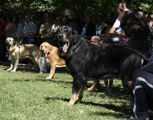 Intermediate Class Males - Clase Intermedia Machos, Barrios de Luna 14.09.2008
Keywords: 2008