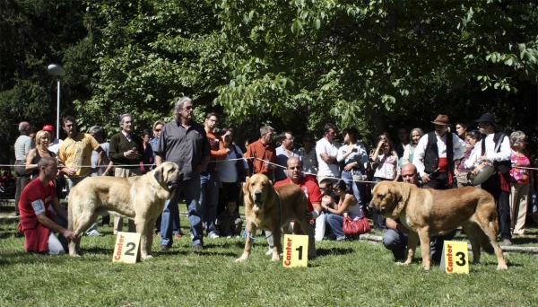 Winners Intermediate Class Males - Clase Intermedia Machos, Barrios de Luna 14.09.2008
Keywords: 2008