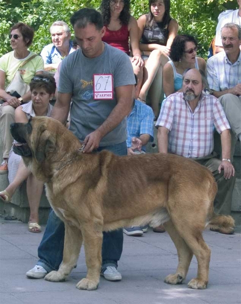 Tigre de La Vicheriza VG. - Open Class Males - Monográfica AEPME Valencia de Don Juan, León, Spain, 02.09.2006
(León de Aralla x Perla de Aralla)
Born: 20.10.2000
Keywords: 2006