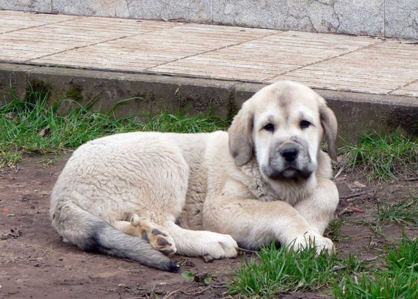 Nevada de Fuente Mimbre
Tejo de Fuente Mimbre X Sobia de Ablanera
Keywords: angel puppyspain puppy cachorro