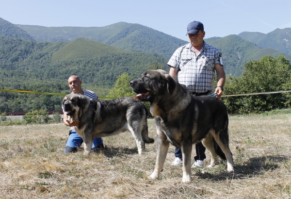 Abierta machos  - Degaña, Asturias, Spain  31.08.2019 (ASAME)
Keywords: 2019