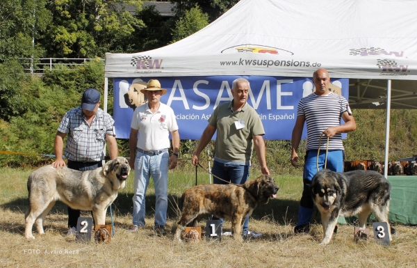 Cachorros hembras  - Degaña, Asturias, Spain  31.08.2019 (ASAME)
Keywords: 2019