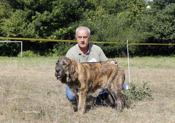 Cachorros hembras  - Degaña, Asturias, Spain  31.08.2019 (ASAME)
Keywords: 2019 zumbos