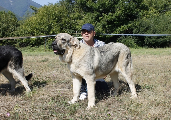 Cachorros hembras  - Degaña, Asturias, Spain  31.08.2019 (ASAME)
Keywords: 2019