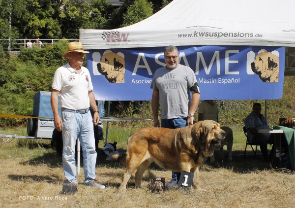 Intermedia machos  - Degaña, Asturias, Spain  31.08.2019 (ASAME)
Keywords: 2019