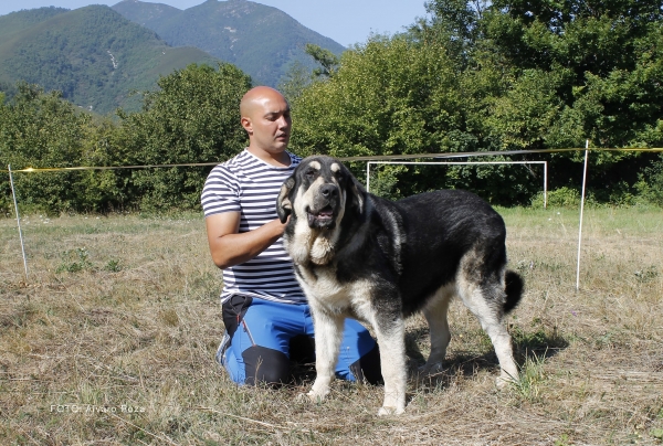 Cachorros hembras  - Degaña, Asturias, Spain  31.08.2019 (ASAME)
Keywords: 2019