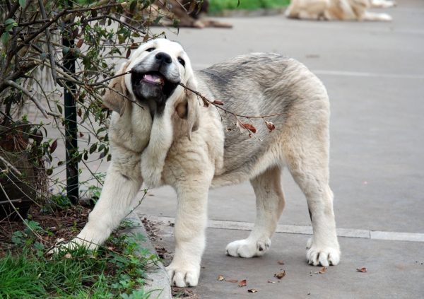 Nevada de Fuente Mimbre
Keywords: angel puppyspain puppy cachorro