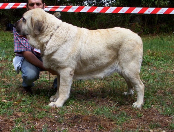 Granda de Reciecho - 2ª - OPEN CLASS FEMALES - Fresno del Camino, León, 08-08-2004
Owner: Baltasar Alvarez 



 

Keywords: 2004 reciecho