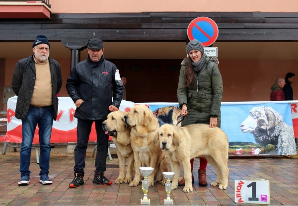 Grupo de cria? - Mansilla de las Mulas, Spain 10.11.2019
