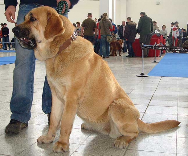 Arba Calverota: excellent 1, CAC, res. CACIB - Intermediate Class Females, International Show, Brno, Czech Republic, 07-08.02.2009
(Unique du Domaine du Runneval x Ginny Mastibe)
Born: 29.06.2007

Photo: Iva Jarova, 'Mastibe' © Copyright
Keywords: 2009 calverota