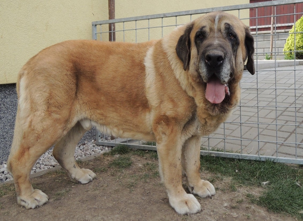 Amigo Zeus Bis Mastibe - 10 years old
Enamorado Ernesto Mastibe x Feya Mastibe
Born: 31.05.2005

Keywords: mastibe