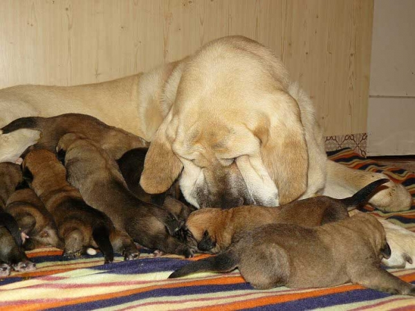 Lois Tornado Erben & her puppies born 29.10.2008
Druso de la Aljabara x Lois Tornado Erben
29.10.2008

Keywords: puppyczech tornado