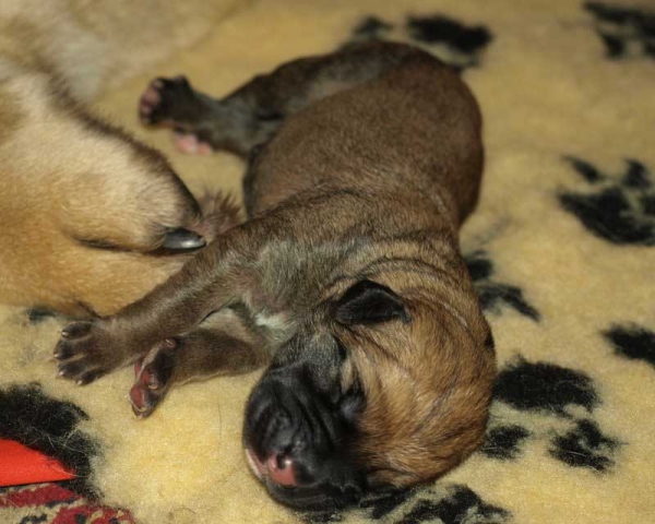 Puppies born 12.04.2011
Indiano Mastibe (HD-B)  X Kally Amena Mastibe (HD-A)


Keywords: zarmon