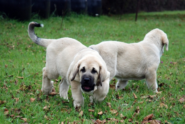 Puppies from Villapedre - born 22.08.2007
Tejo de Fuente Mimbre x Gitana de Folgueras 
22.08.2007   

Anahtar kelimeler: puppyspain puppy cachorro