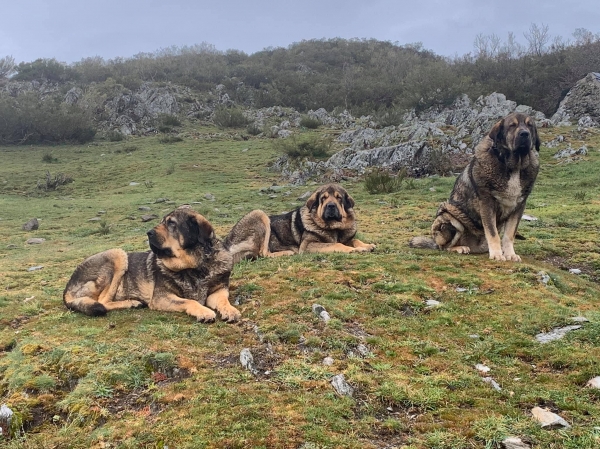 Mastines de Los Piscardos 
