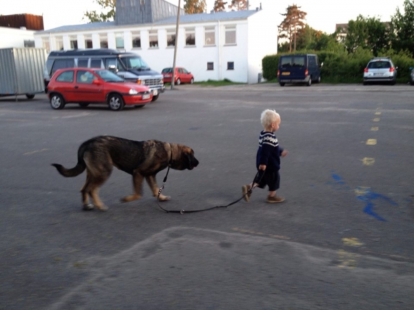 Bardia from kennel Freke (called 'Tøsen')
Bathin Tornado Erben X Brisa de Abelgas
Born: 09.10.2012
Keywords: kids