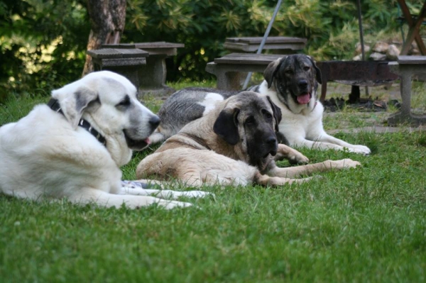 Massima, Mar & Malibu 
3 happy mastines adopted from Spain! 
Massima and Malibu is from from Villamartin/Cadiz, Mar is from León
