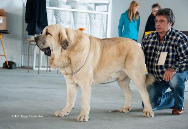 Abierta Machos - Open Class Males - Luarca, Asturias, Spain 21.11.2015
Keywords: 2015