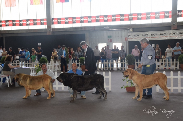 Abierta Hembras - Badajoz, Spain 10.05.2015
Keywords: 2015