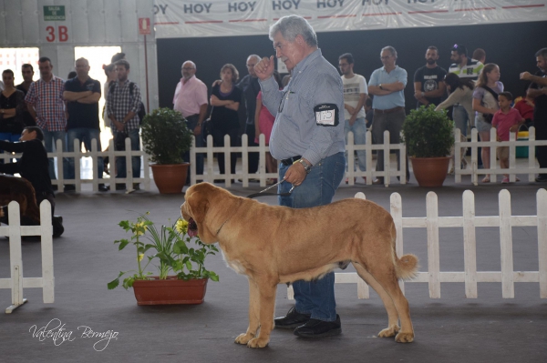 Abierta Hembras - Badajoz, Spain 10.05.2015
Keywords: 2015