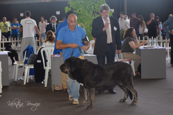 Abierta Hembras - Badajoz, Spain 10.05.2015
Keywords: 2015