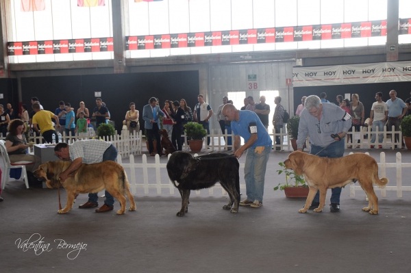 Abierta Hembras - Badajoz, Spain 10.05.2015
Keywords: 2015