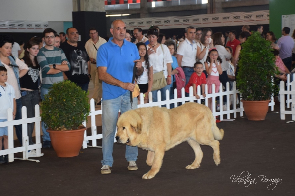 Abierta Machos - Badajoz, Spain 10.05.2015
Keywords: 2015