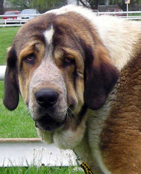 Abbigail z Polabskych Blat: exc 1, res.CAC, res.CACIB - Intermediate Class Females, International Show Litomerice 25.05.2008
(Sultan x Daren z Kraje Sokolu)

Photo: Hana Schmidtova- © Copyright.  

Keywords: 2008 polabskych head portrait cabeza