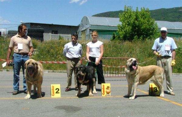 2º Puerto del Coto de Vera, 1º Truman II de Cueto Negro, BEST MALE, 3º Castillo del Corisco - Open Class Males/Clase Abierto Machos, Villablino, Leon, 04.07.2004
 

 

Keywords: 2004