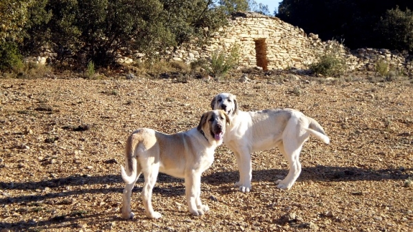 Adara and Martina, sisters, four months old, next to a "Cuco" or "chozo", ancient shepherd built refuge.
