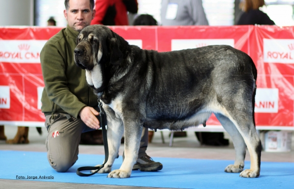 CH Ágata de Tierra de Órbigo  
Campeona Internacional 2016.
Keywords: tierraorbigo