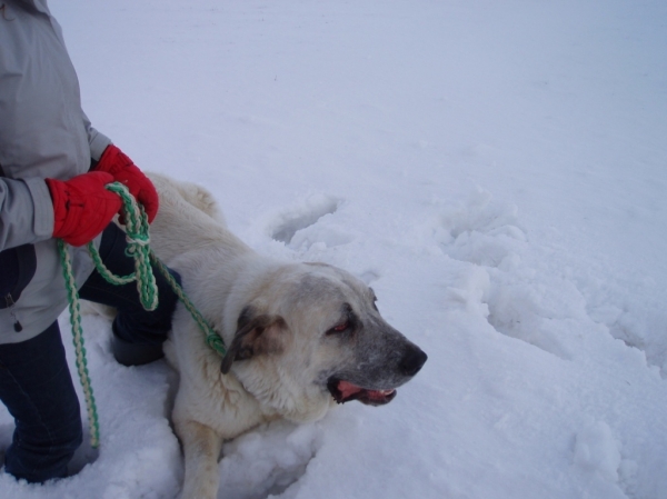 Copo-Albo de Fuente-Alcantara
lots of snow!!!!!!  

Keywords: alcantara snow nieve