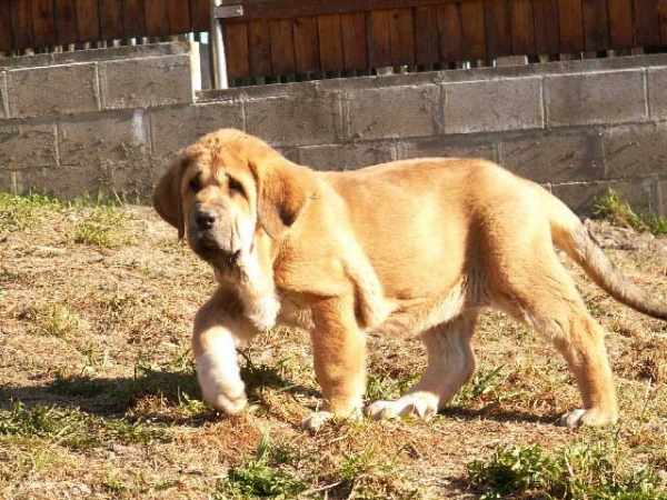 Aldaia, 11 weeks - born 07.01.2012
(Dali de la Aljabara X Uma Tornado Erben)

Keywords: ultramaxima