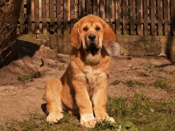 Aldaia, 11 weeks - born 07.01.2012
(Dali de la Aljabara X Uma Tornado Erben)

Keywords: ultramaxima