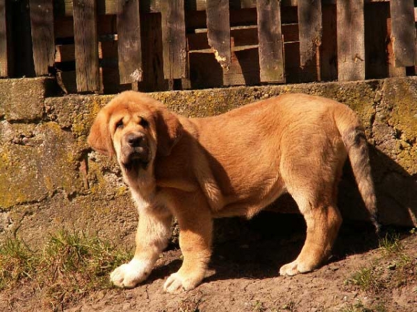 Aldaia, 11 weeks - born 07.01.2012
(Dali de la Aljabara X Uma Tornado Erben)

Keywords: ultramaxima