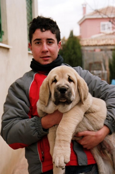 Carlos con Alonso (2 meses)
(Zagal de Laciana x Trufa de Trashumancia) 
Born: 31.10.2005  

Keywords: kids puppy cachorro