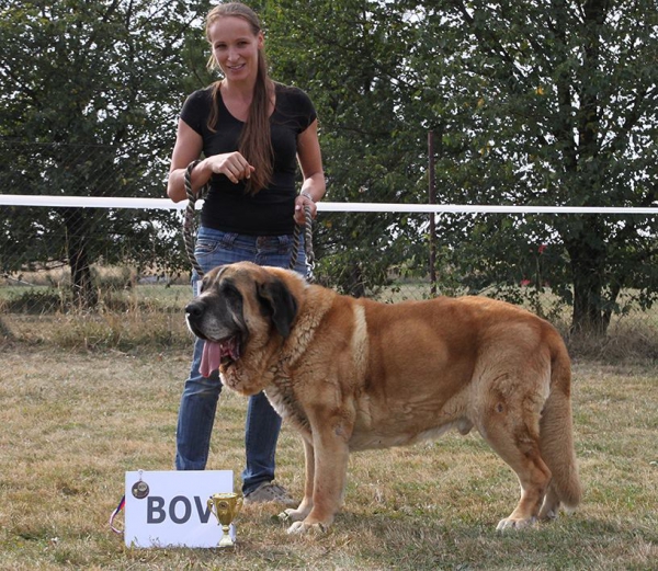 Amigo Zeus Bis Mastibe (10,5 years) Best of Veteran - Club dog show KMDPP, Rychety, Czech Republic - 04.10.2015
(Enamorado Ernesto Mastibe x Feya Mastibe)
Born: 31-05-2005
Keywords: 2015 veteran veteano mastibe