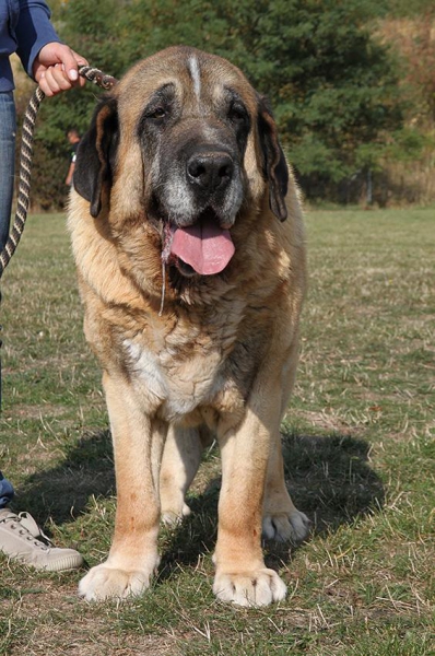 Amigo Zeus Bis Mastibe (10,5 years) Best of Veteran - Club dog show KMDPP, Rychety, Czech Republic - 04.10.2015
(Enamorado Ernesto Mastibe x Feya Mastibe)
Born: 31-05-2005
Keywords: 2015 veteran veteano mastibe