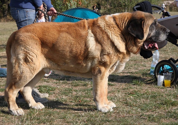 Amigo Zeus Bis Mastibe (10,5 years) Best of Veteran - Club dog show KMDPP, Rychety, Czech Republic - 04.10.2015
(Enamorado Ernesto Mastibe x Feya Mastibe)
Born: 31-05-2005

Keywords: 2015 veteran veteano mastibe