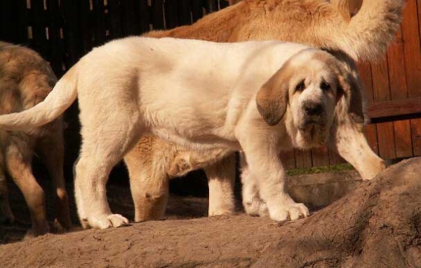 Amora, 11 weeks - born 07.01.2012
(Dali de la Aljabara X Uma Tornado Erben)

Keywords: ultramaxima