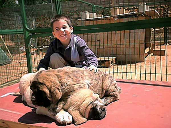 Angel with Zorro & Zarza de Jusiante
(Emir de Jusiante x Sisi de Jusiante)
 

Keywords: jusiante kids puppy cachorro