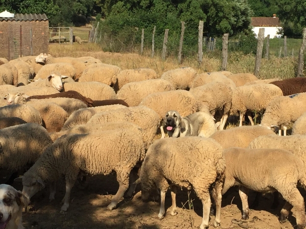 Anhur Segar de las Cañas
Anahtar kelimeler: segar flock