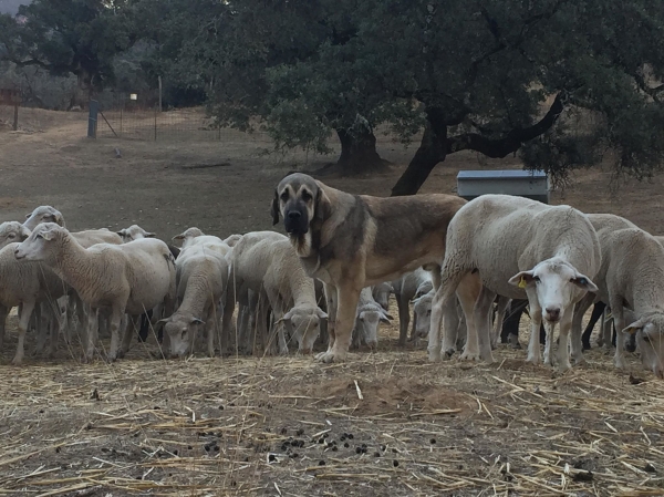 Anhur Segar de las Cañas
Keywords: segar