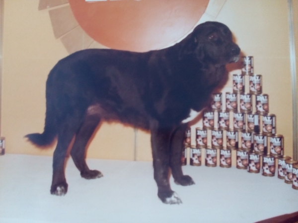 Año1985 - Negra, Mejor Cachorra
Keywords: 1985