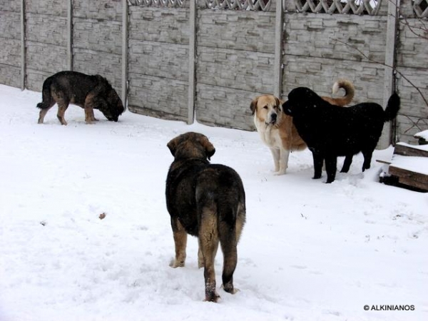 Apolo, Pinta, Bruta & Astoria
Keywords: Alkinianos snow nieve